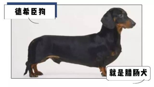 当时叫 法兰克福烤肠 还有个名字叫 德希臣狗(dachshund)香肠 因为