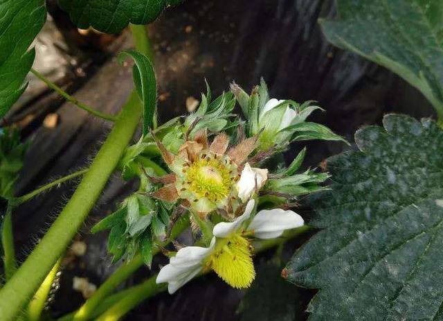 缺钙还会造成草莓花萼焦枯,花蕾变褐;新芽顶端干枯,误当作是芽枯病