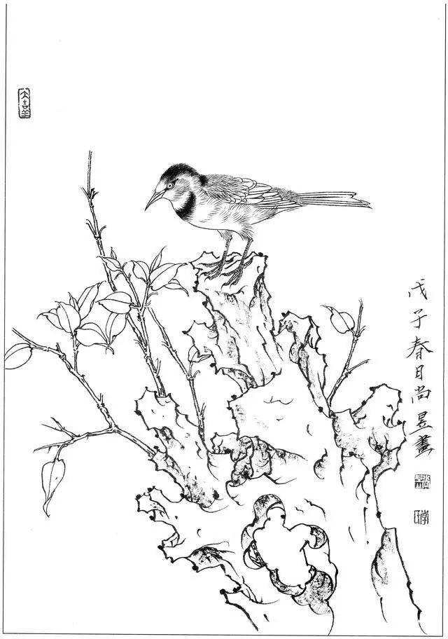 100副工笔禽鸟,白描参考(太有用了~)
