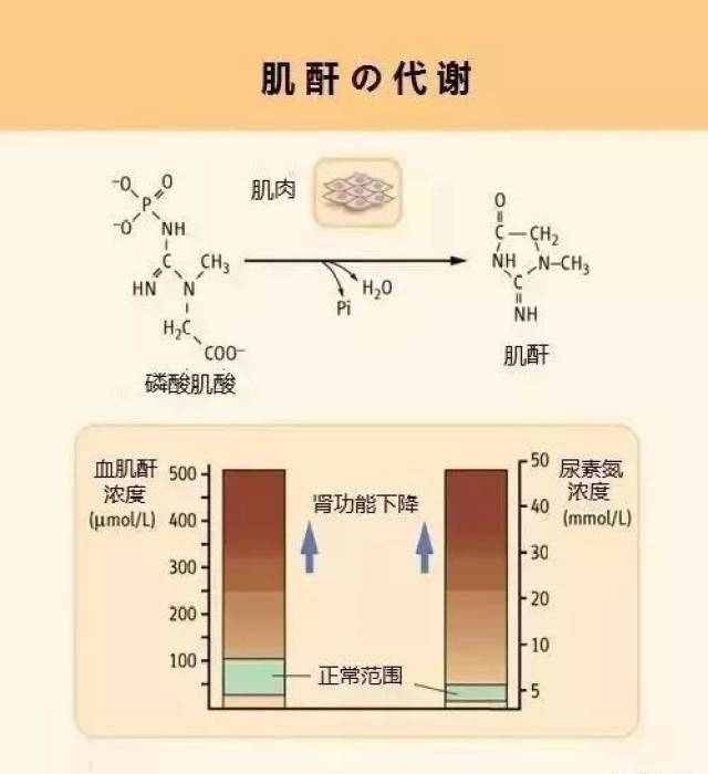 肌酐多少属于正常，你知道吗？