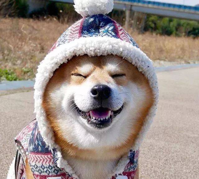 治愈|日本柴犬berry火遍外网 因其笑容治愈温暖