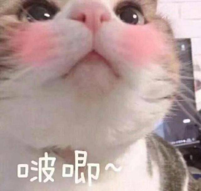 搞笑的猫咪表情包31张,拿去折腾男朋友吧!