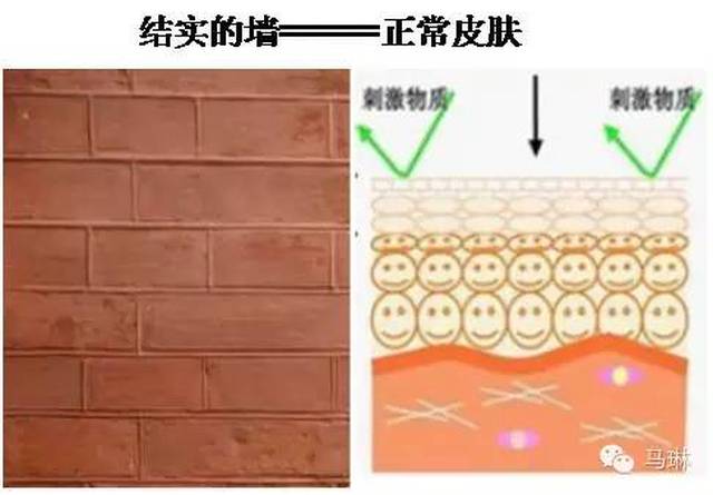 皮肤屏障功能模拟图