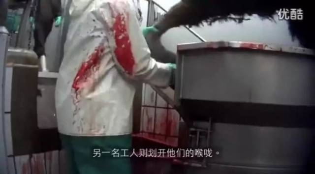 接下来,它们就被扔进下一个工序,直接割喉放血,而被电击后的鸵鸟虽然