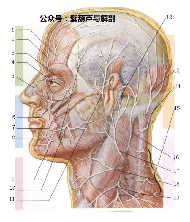 滑车上神经  3.泪腺神经睑支  4.滑车下神经  5.筛前神经外鼻支