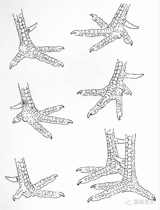 鸡爪的结构:外趾四节,中趾三节,内趾二节,后趾一节,公鸡有距,母鸡无距