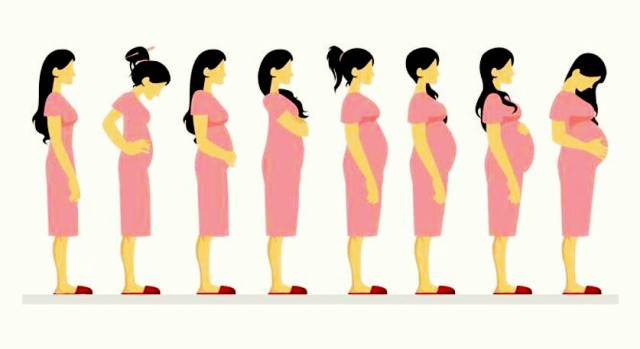 怀胎十月,胎宝宝发育规律