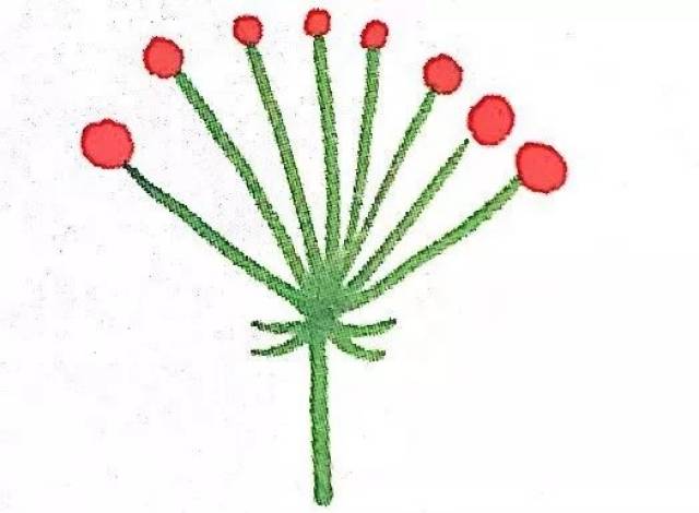 花卉科学:揭秘花序排列方式,哪怕光杆一枝也能