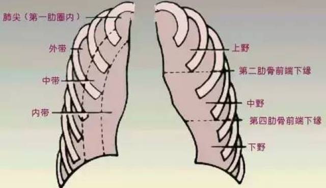 肺野的划分