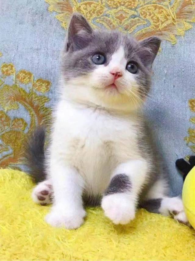 只要是真心养猫,真心对待猫咪,中华田园猫一样不输这些品种猫的!
