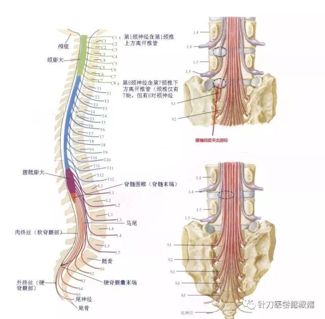 全身皮神经分布图|全身皮肤节段性神经支配