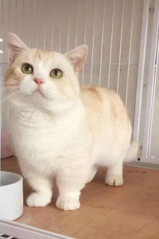 真正的曼基康就是曼基康,没有什么暹罗矮脚蓝猫矮脚美短矮脚,都是杂交