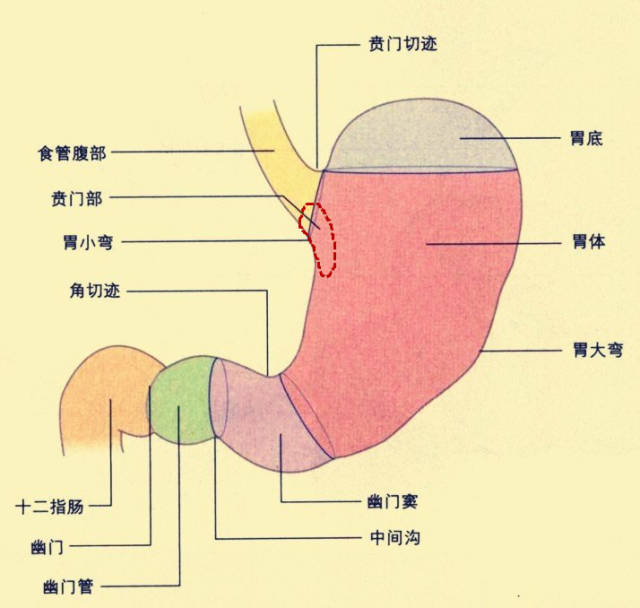 贲门癌的症状有哪些?