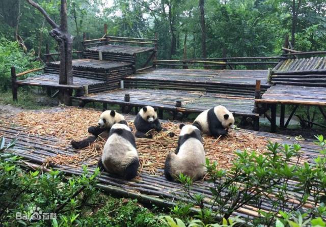 成都大熊猫繁育研究基地