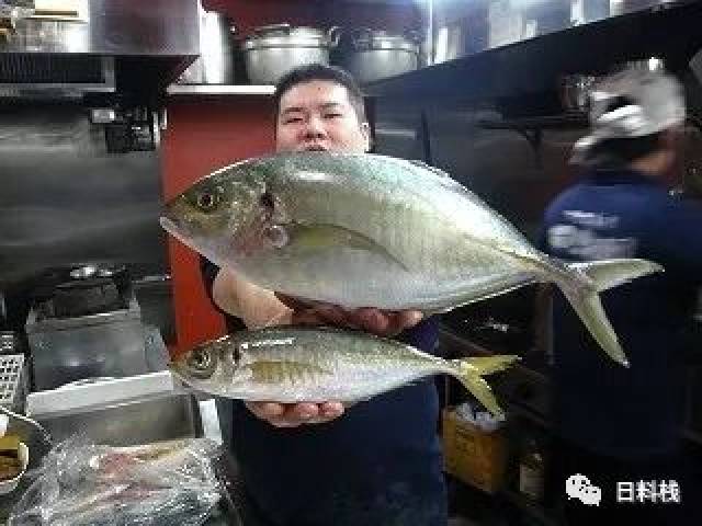 岛鲹| 就是传说中的大大大竹荚鱼哦