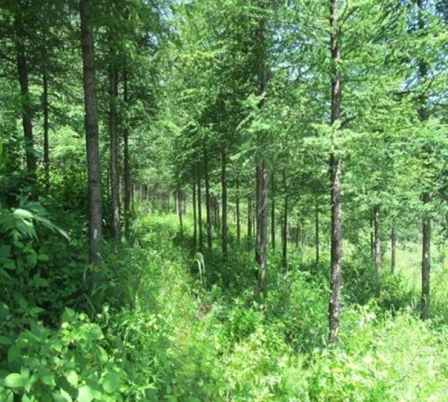 科学经营 助推绿色崛起 ——把绿水青山建设成金山银山