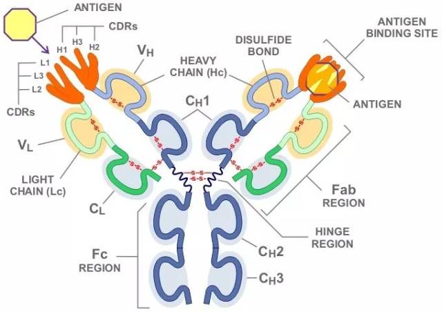 抗体的结构还有另一种分法,就是可结晶片段(fc) 抗原结合片段(fab)