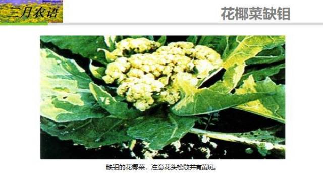 花椰菜缺硼▼ 以上给大家简单分享了一下,镁元素,钙元素,硼元素还有