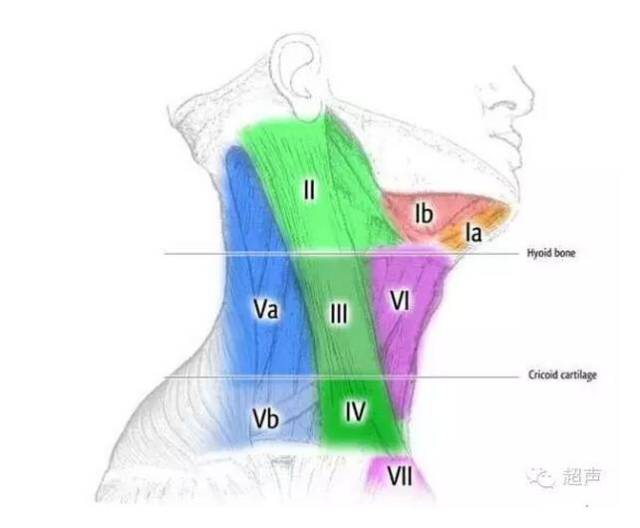 Ⅰ区包括颏下淋巴结和颌下淋巴结.