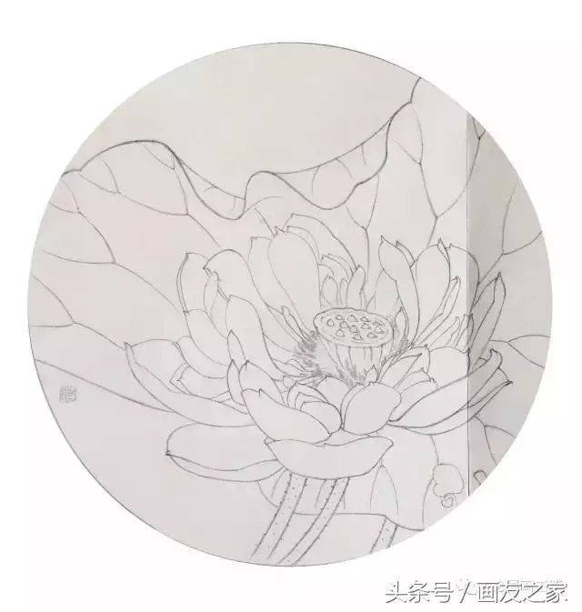 工笔荷花,牡丹,玉兰步骤画法,美美哒