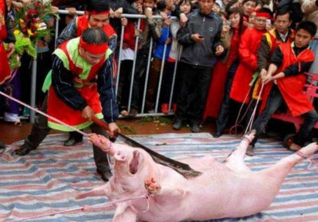全球4个最有特色的杀猪方式德国的人性化越南的像刽子手行刑