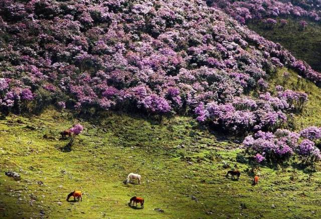 给大凉山送去健康,他们是盛开在扶贫路上的"索玛花"