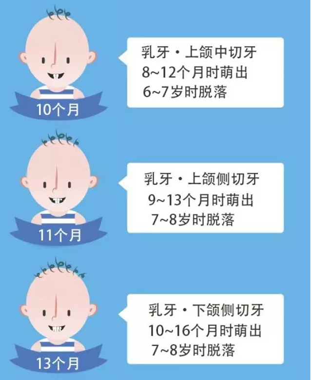 每周一图 儿童牙齿的生长发育时间表(转载)