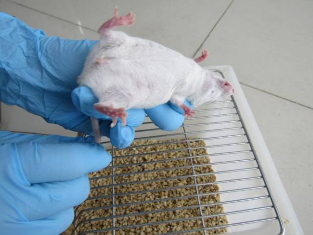 灌胃,腹腔注射,肌肉和皮下注射时,可采用与小鼠相同的手法: 让大鼠