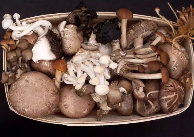 吃了那么久,菜市场上的蘑菇你认得全吗?