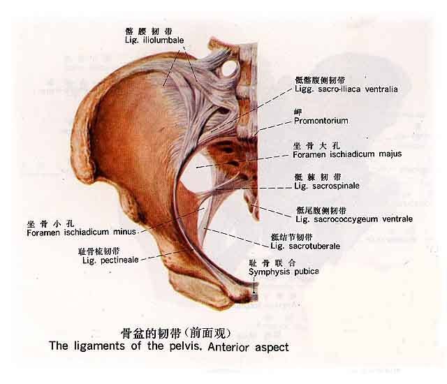 cooper"s韧带严格从解剖上看,它并不是连接两块骨骼的真正韧带,而是