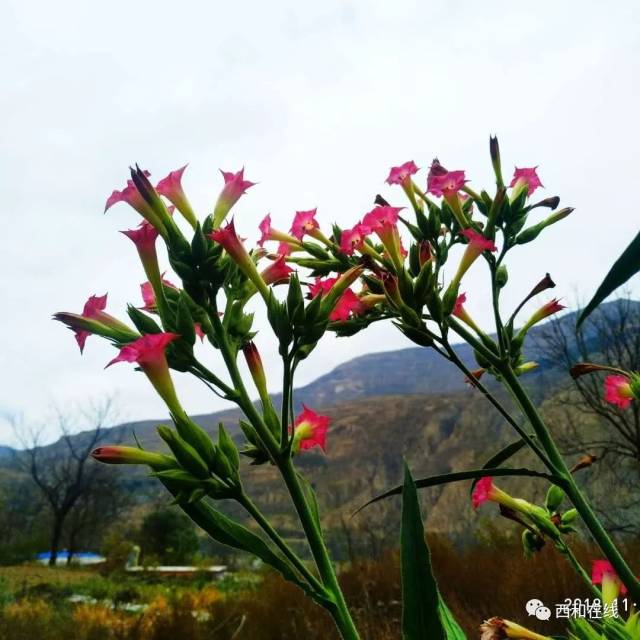 多图:旱烟叶子都见过,你见过旱烟的花吗?