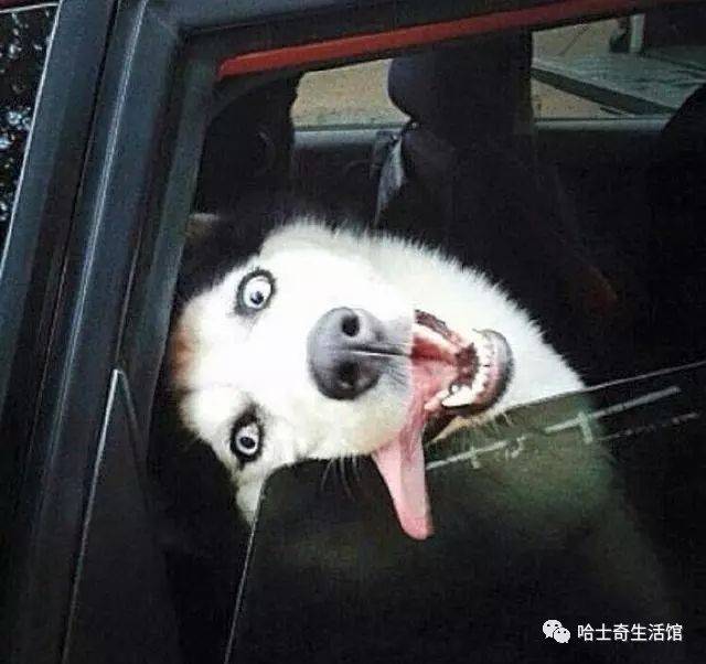 铲屎:妈呀吓死我了