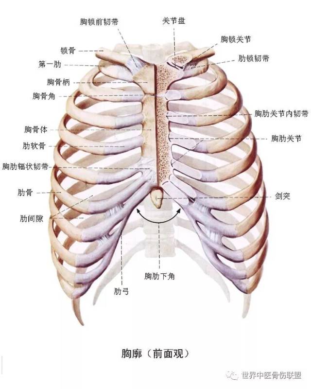 肩,肘,手,胸廓骨骼解剖_手机搜狐网