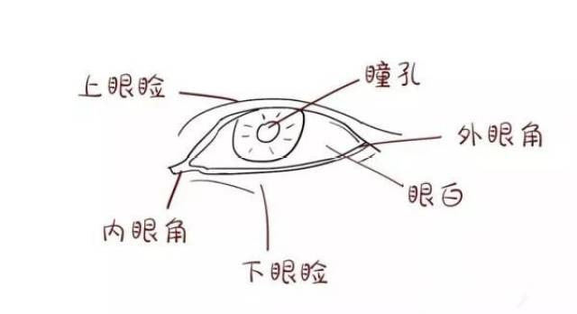 和下睑,分隔上,下眼睑的裂缝称为睑裂,贴近鼻梁一侧的眼角叫作目内眦