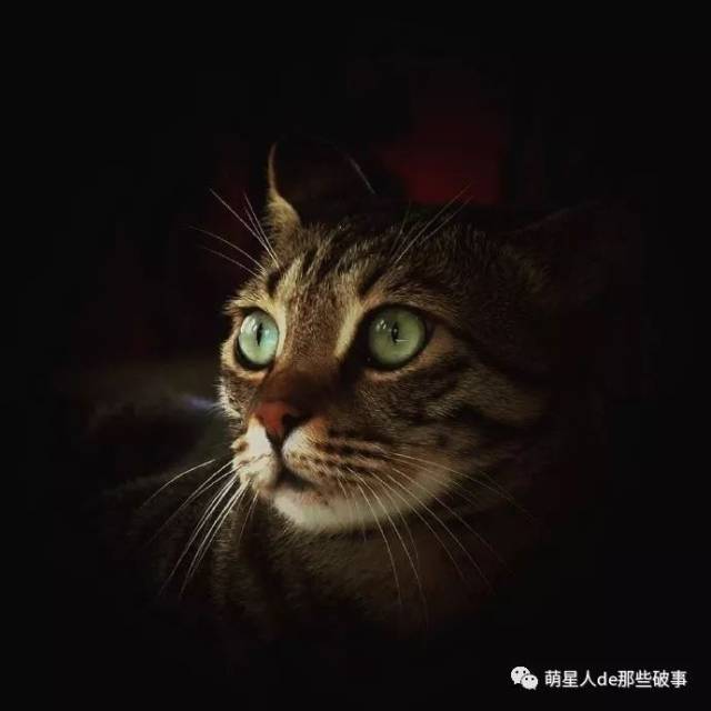 猫咪脸部高清特写,帅炸了!