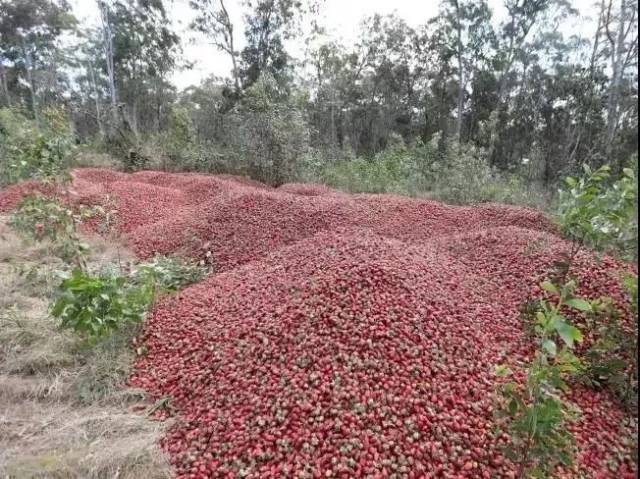 还有一部分滞销的草莓直接被扔在了荒地里,无人问津.