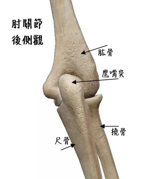 肘关节肌动学(一)