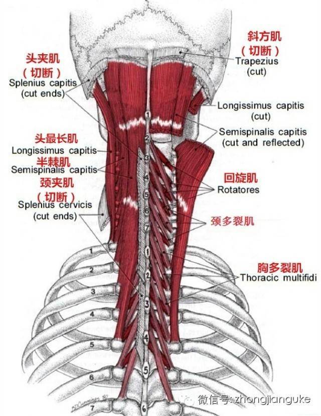 所谓颈后部深层肌群,就是指位于颈椎冠状面后部的,相对表层肌肉位置