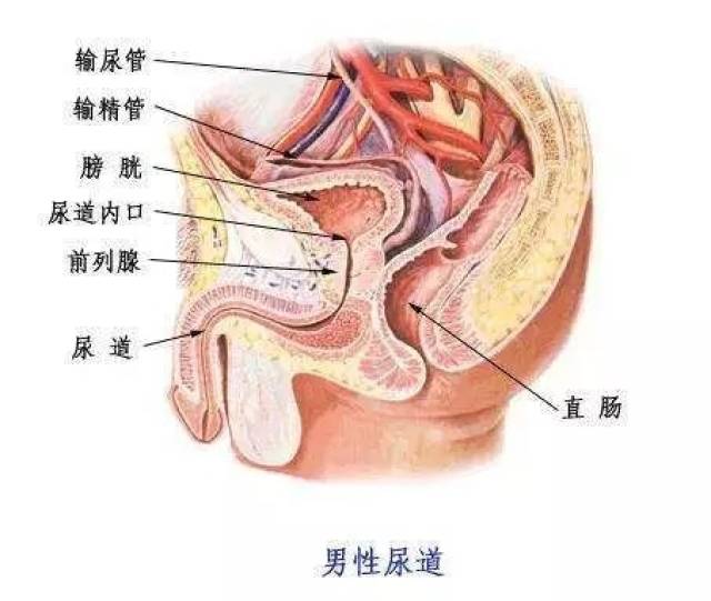 而且男性的尿道长且弯曲,尿液通过的阻力大,时间长.