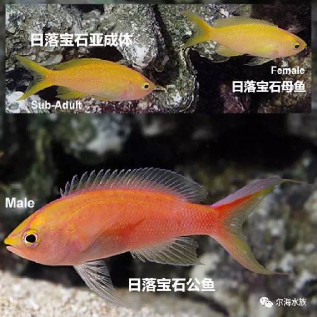 海水鱼如何区分公母