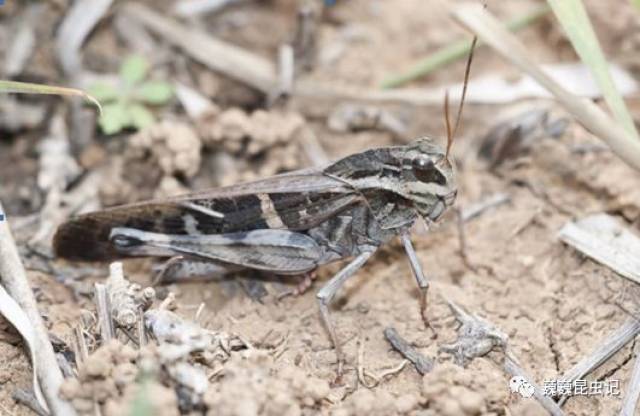 云斑车蝗【绿色】(gastrimargus marmoratus(thunberg,1815)),刘辉摄