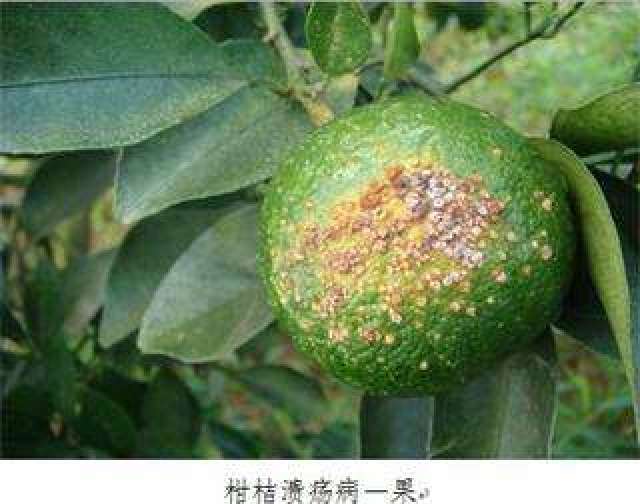 柑橘常见的6种病害,详细的了解病害说明及防治技巧