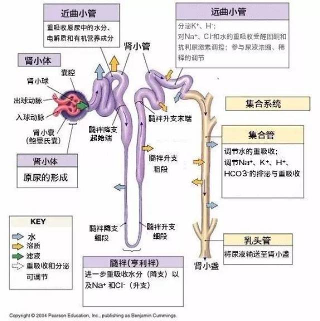 【图】肾脏的结构与功能