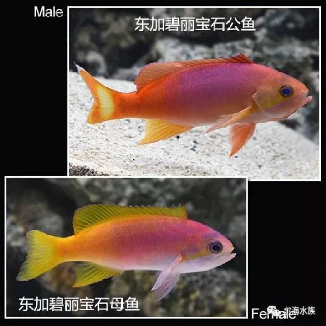 海水鱼如何区分公母