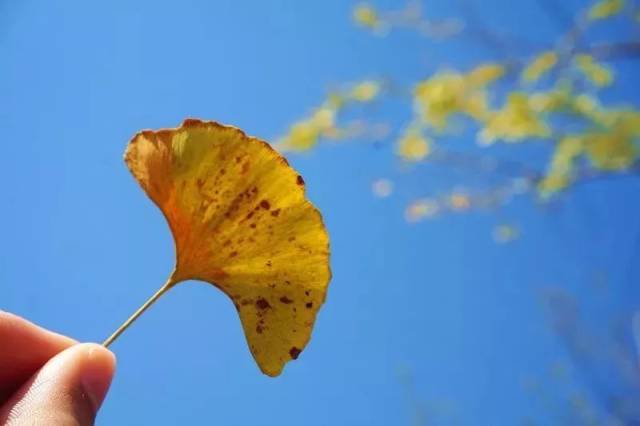 随即,在地上捡起一片落叶,以蓝天为背景,用照片定格下这个美丽的画面.