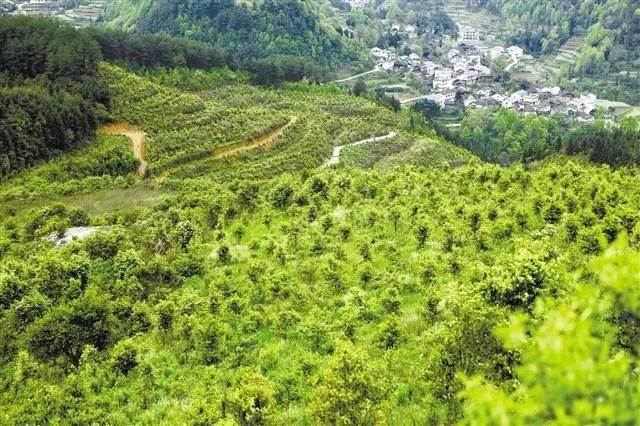 现代生物技术如何让秀山油茶林的榨油废料变成"金疙瘩