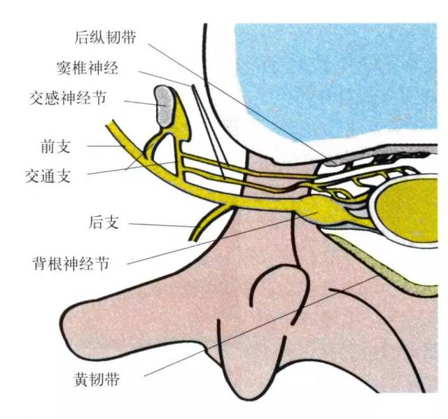 椎间孔解剖(转载)