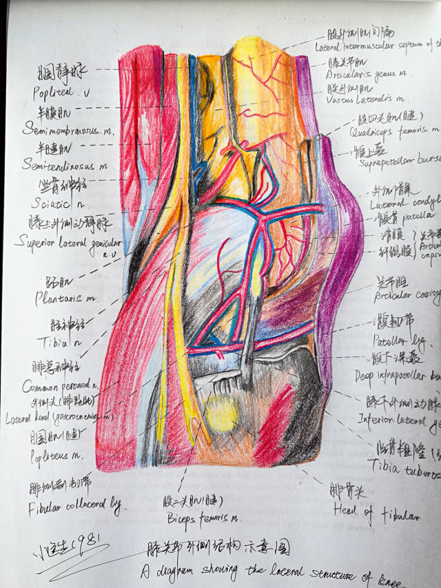 膝关节外侧解剖(手绘)