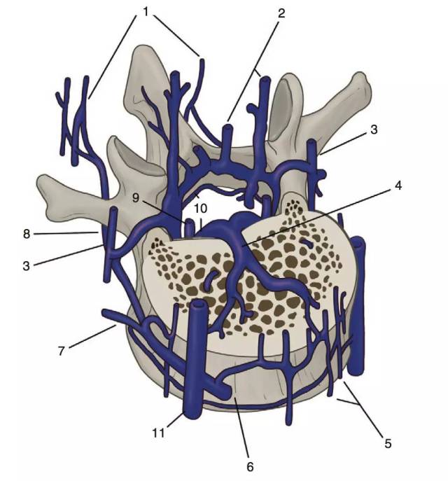 椎间孔区的神经 ● 腹侧,背侧神经根和脊神经 ● 背根神经节 ● 脊膜