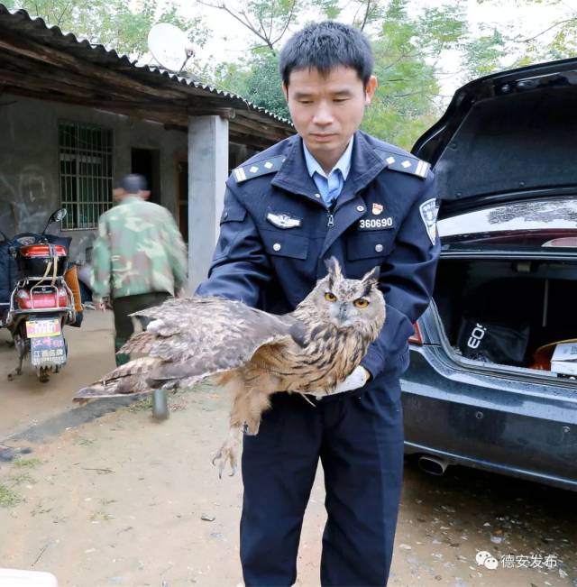 【点赞】九江这个地方的警民接力救护国家二级保护动物雕鸮